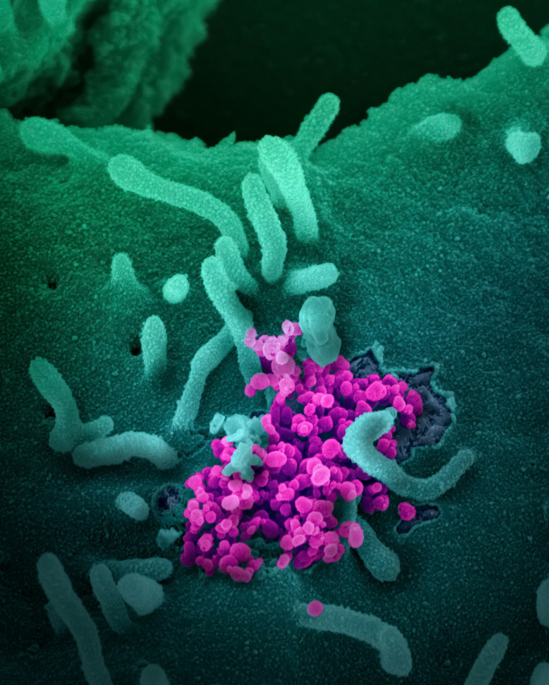 The Microbiome and Women's Health: What Your Gut, Vagina, and Skin Are Telling You