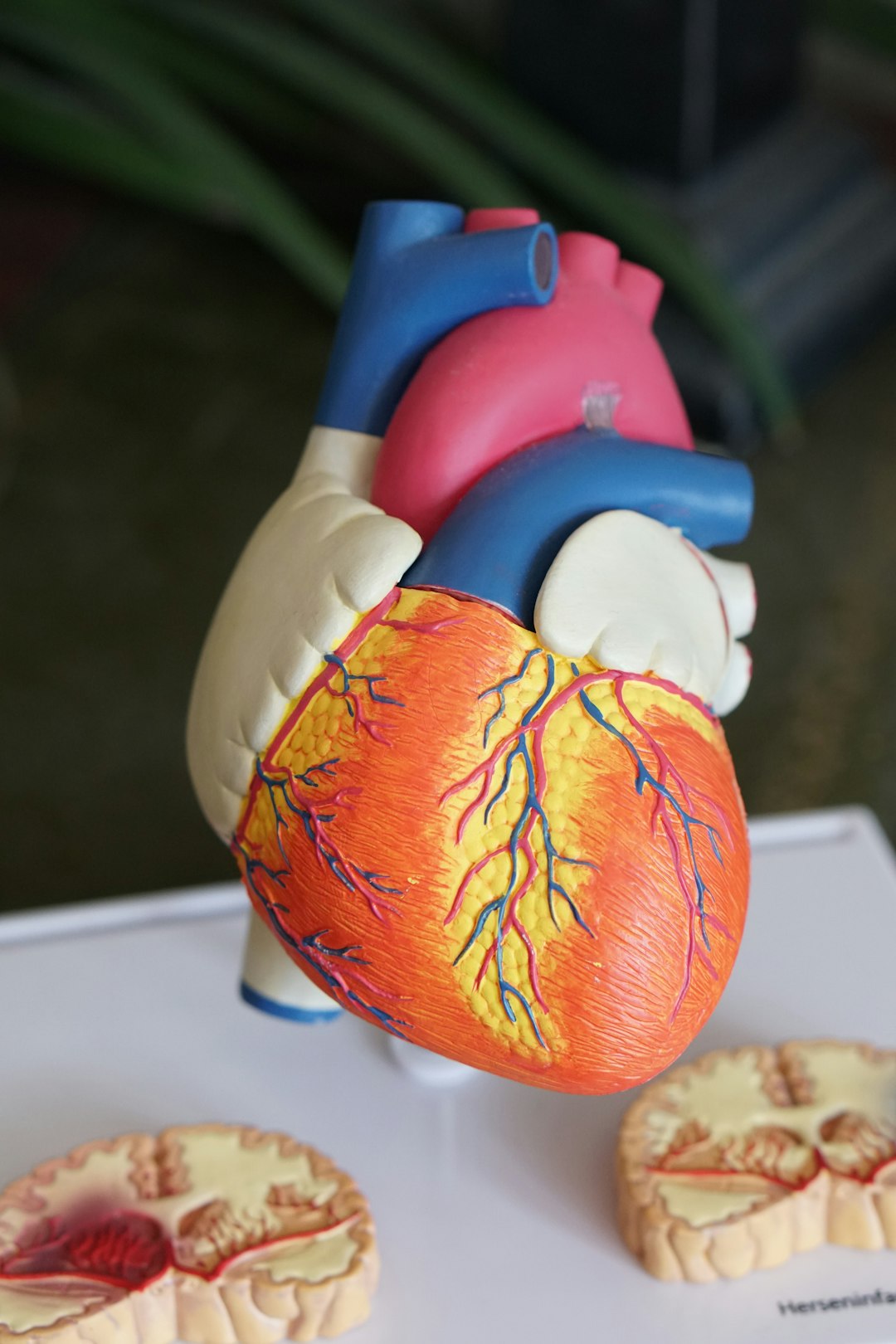 Your Nervous System and Hormones: Why Stress Dysregulation Is Behind So Many Women's Symptoms