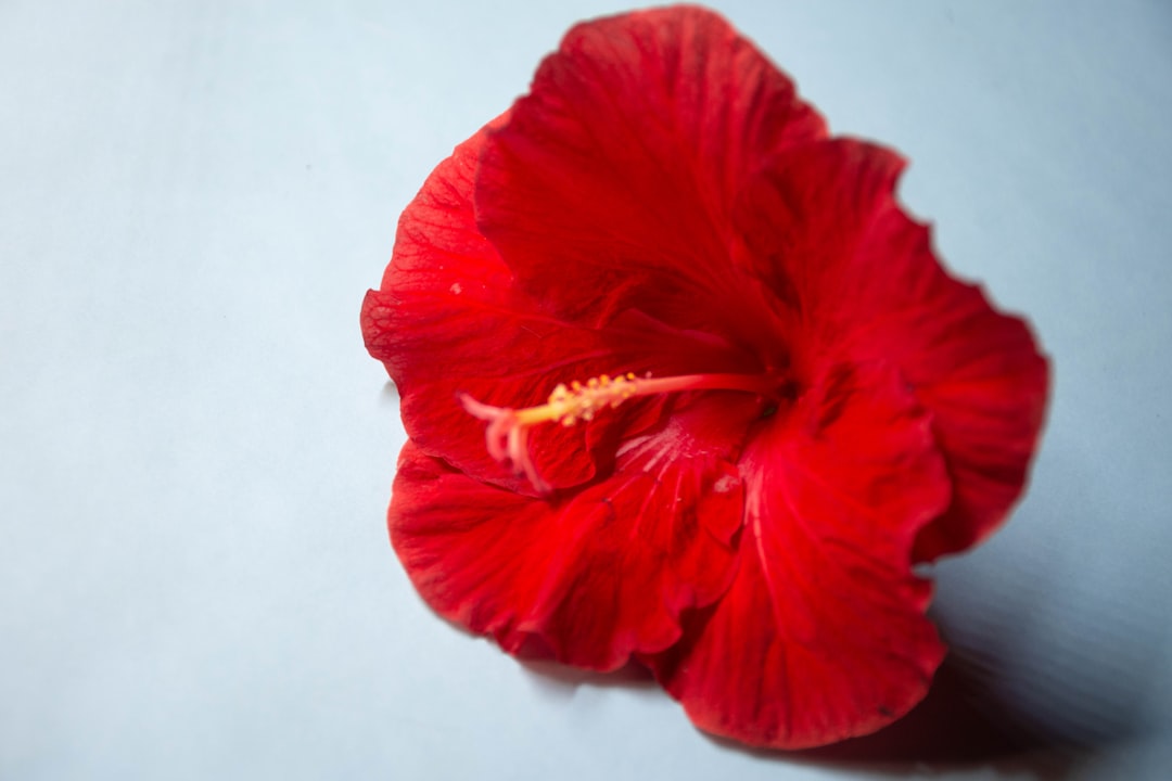 What Your Period Blood Is Telling You: Colour, Flow, and What Changes Mean